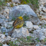 Zigolo Giallo (Emberiza citrinella)
