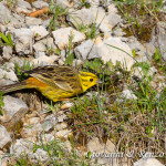 Zigolo Giallo (Emberiza citrinella)