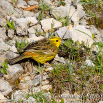 Zigolo Giallo (Emberiza citrinella)