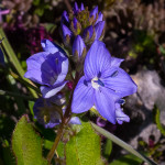 Veronica austriaca subsp. teucrium (L.) D.A.Webb, 1972