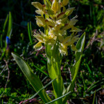 Giglio sambucino (Dactylorhiza sambucina (L.) Soó, 1962)