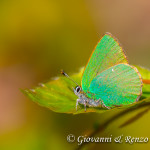 Tecla del rovo (Callophrys rubi)