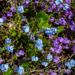 Composizione floreale
