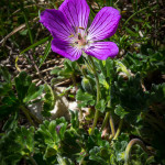 Geranio cenerino (Geranium austroapenninum Aedo)