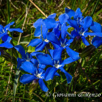 Genzianella di primavera (Gentiana verna L., 1753)