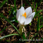 Zafferano alpino (Crocus albiflorus Kit., 1814)