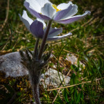 Anemone alpina (Pulsatilla alpina (L.) Delarbre)