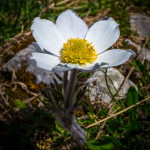 Anemone alpina (Pulsatilla alpina (L.) Delarbre)