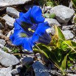 Genziana (Gentiana dinarica Beck)