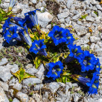 Genziana (Gentiana dinarica Beck)