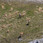 Camosci nella sella tra Monte Marsicano e Monte Ninna