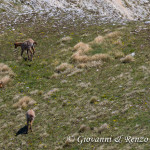 Camosci nella sella tra Monte Marsicano e Monte Ninna