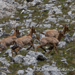Camoscio d'Abruzzo (Rupicapra pyrenaica ornata Neumann, 1899)