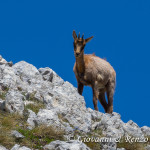 Camoscio d'Abruzzo (Rupicapra pyrenaica ornata Neumann, 1899)