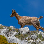 Camoscio d'Abruzzo (Rupicapra pyrenaica ornata Neumann, 1899)