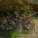 Fior di stecco (Daphne mezereum L., 1753)