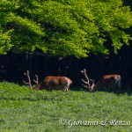 Cervo nobile (Cervus elaphus Linnaeus, 1758)