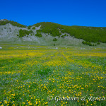 Fioriture al Ferroio di Scanno