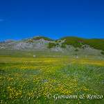 Fioriture al Ferroio di Scanno