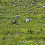 Volpe (Vulpes vulpes)
