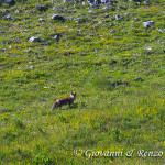 Volpe (Vulpes vulpes)