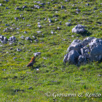 Volpe (Vulpes vulpes)