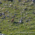 Volpe (Vulpes vulpes)