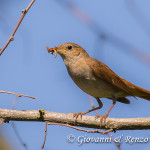 Usignolo (Luscinia megarhynchos)