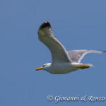 Gabbiano reale (Larus michahellis)