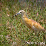 Sgarza ciuffetto (Ardeola ralloides)