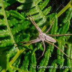 Pisaura mirabilis (femmina)