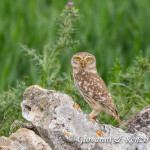 Civetta (Athene noctua)