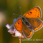 Lycaena hippothoe italica (Calberla, 1887)