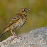 Prispolone (Anthus trivialis)