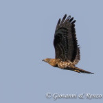 Falco pecchiaiolo (Pernis apivorus)