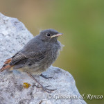 Codirosso spazzacamino juv. (Phoenicurus ochruros)