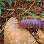 Armadillo volgare / insetto Palla / Porcellino di Terra (Armadillidium Vulgare)