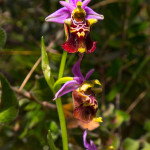Ophrys holosericea apulica (O. Danesh & E. Danesh) Buttler, 1986
