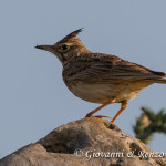 Cappellaccia (Galerida cristata)