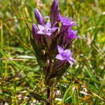 Genzianella delle Dolomiti (Gentianella anisodonta (Borbás) A. et)