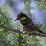 Cincia mora (Periparus ater)