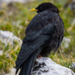 Gracchio alpino (Pyrrhocorax graculus)