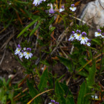 Eufrasia delle Alpi (Euphrasia alpina Lam., 1786)