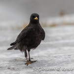 Gracchio alpino (Pyrrhocorax graculus)