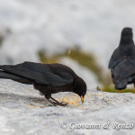 Gracchio alpino (Pyrrhocorax graculus)