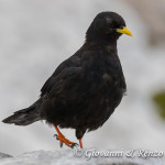 Gracchio alpino (Pyrrhocorax graculus)