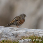 Sordone (Prunella collaris)