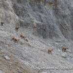 Camoscio alpino (Rupicapra rupicapra)