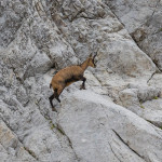 Camoscio alpino (Rupicapra rupicapra)