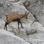 Camoscio alpino (Rupicapra rupicapra)